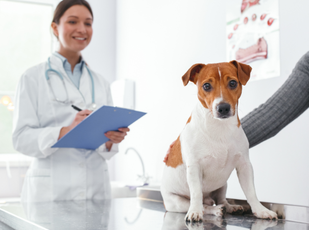 technology for veterinary offices
